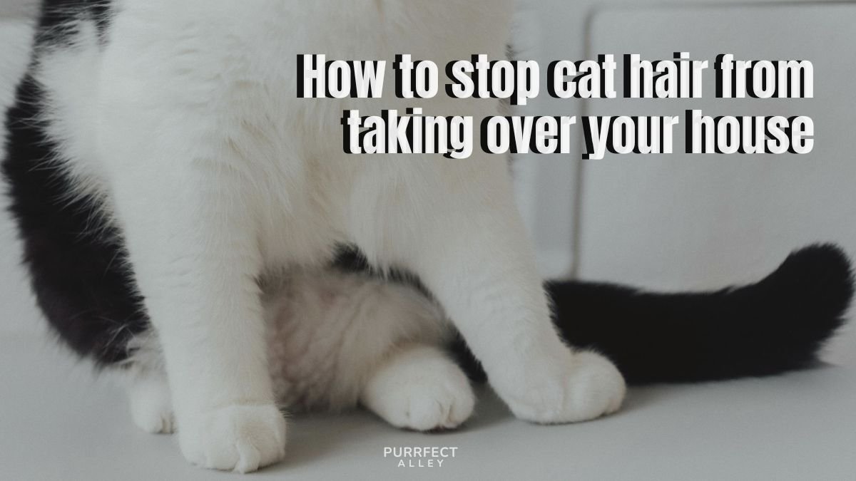 How to Stop Cat Hair From Taking Over Your House