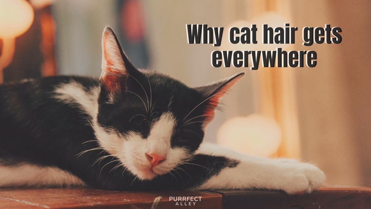 Why Cat Hair Gets Everywhere (And How to Control It)