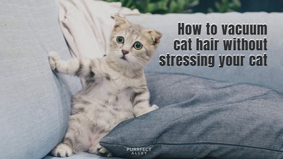 How to Vacuum Cat Hair Without Stressing Your Cat