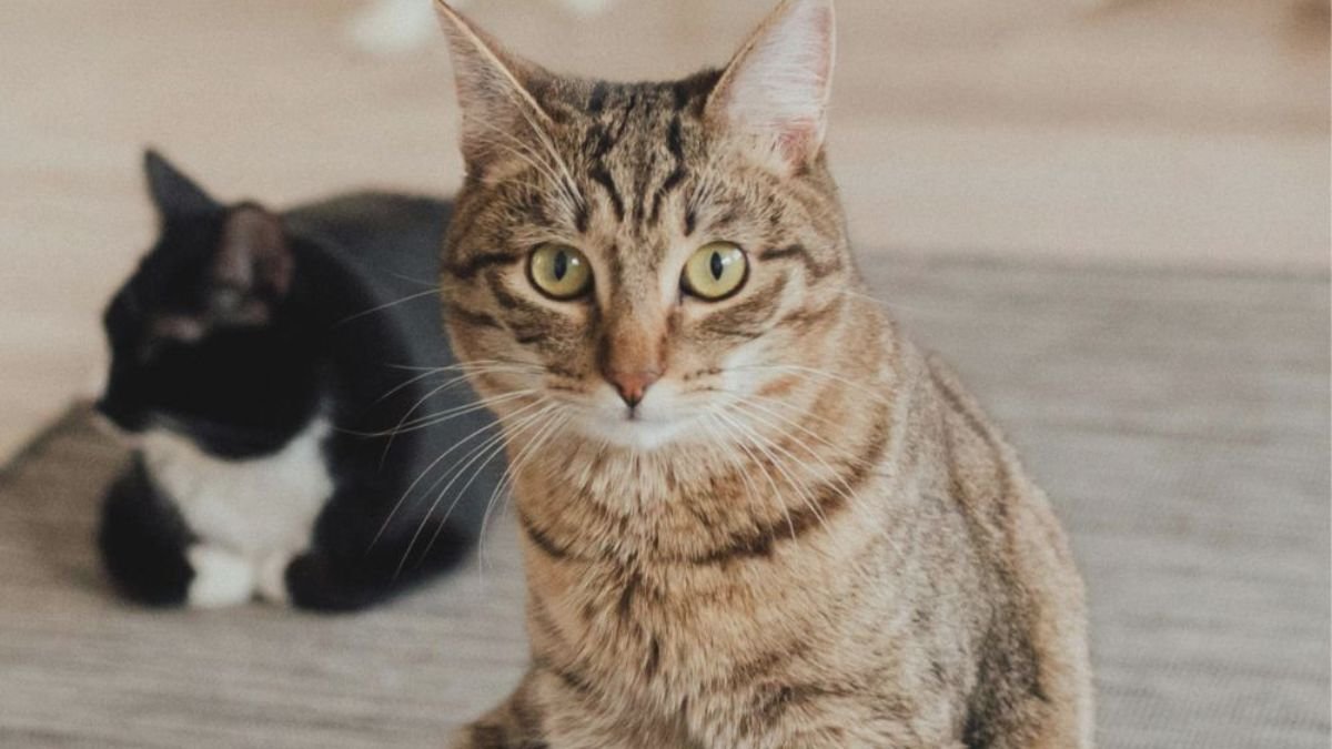 How Often Should You Vacuum If You Have Cats?