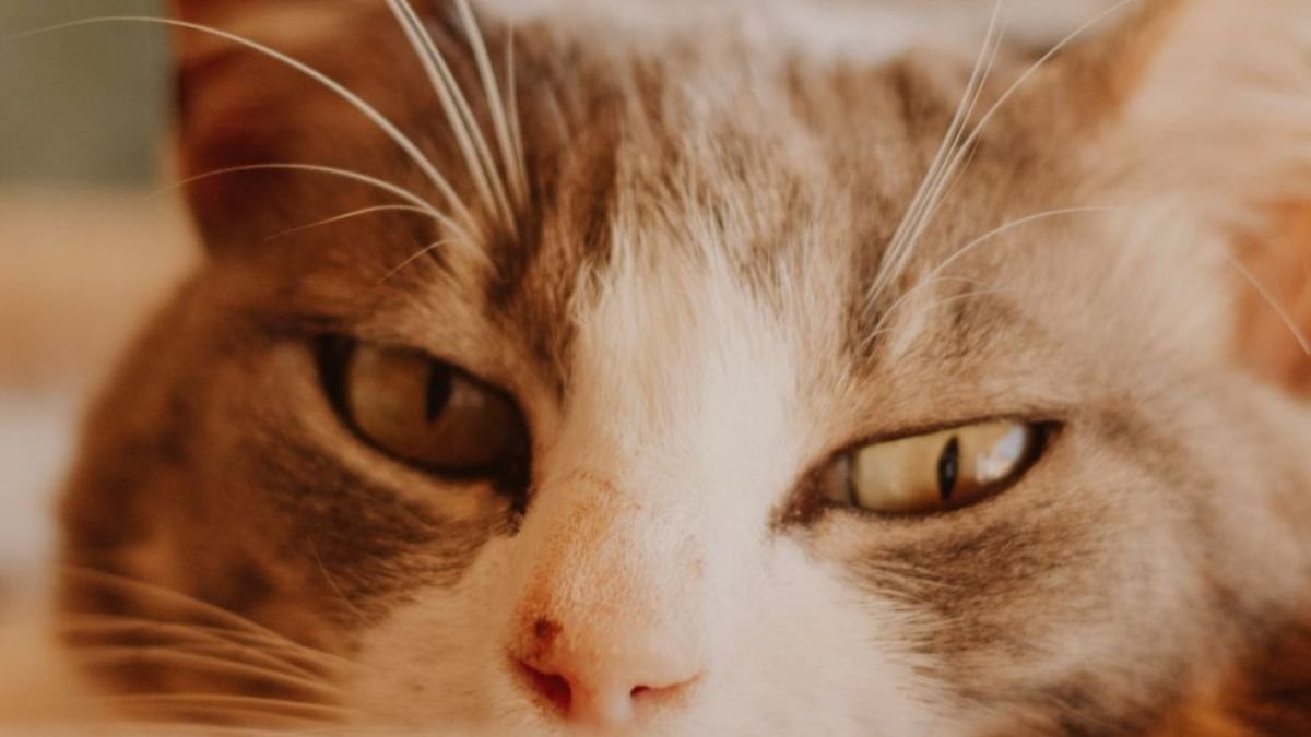 Best Cat Hair Removers for Furniture (Top Tools Cat Moms Love)