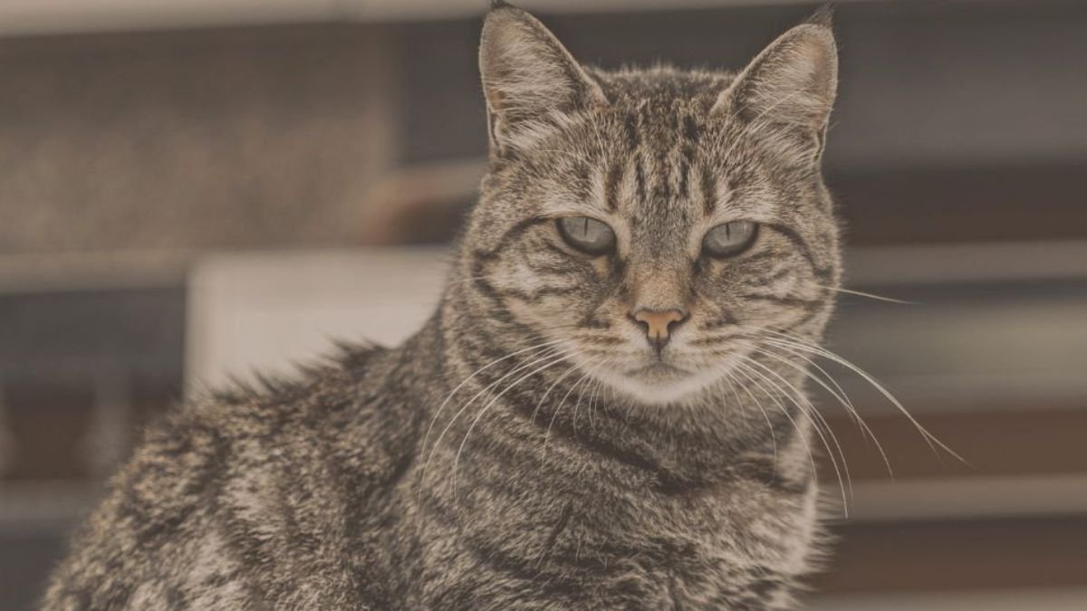 Cat-Proofing Your Kitchen
