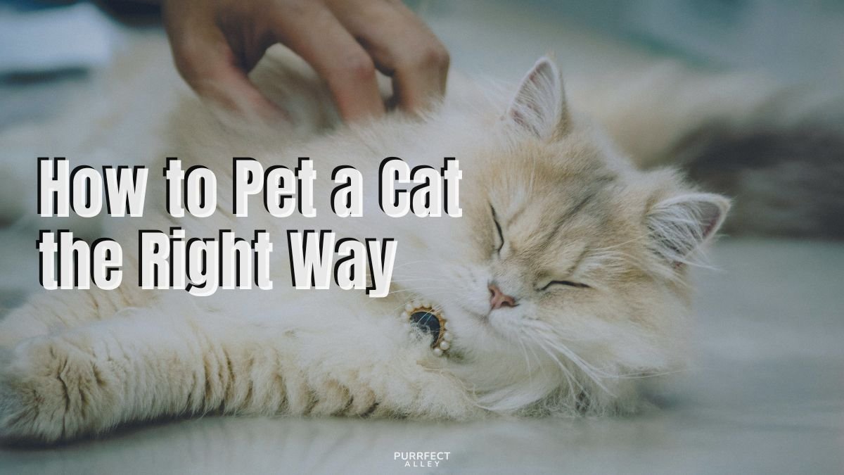 How to Pet a Cat the Right Way